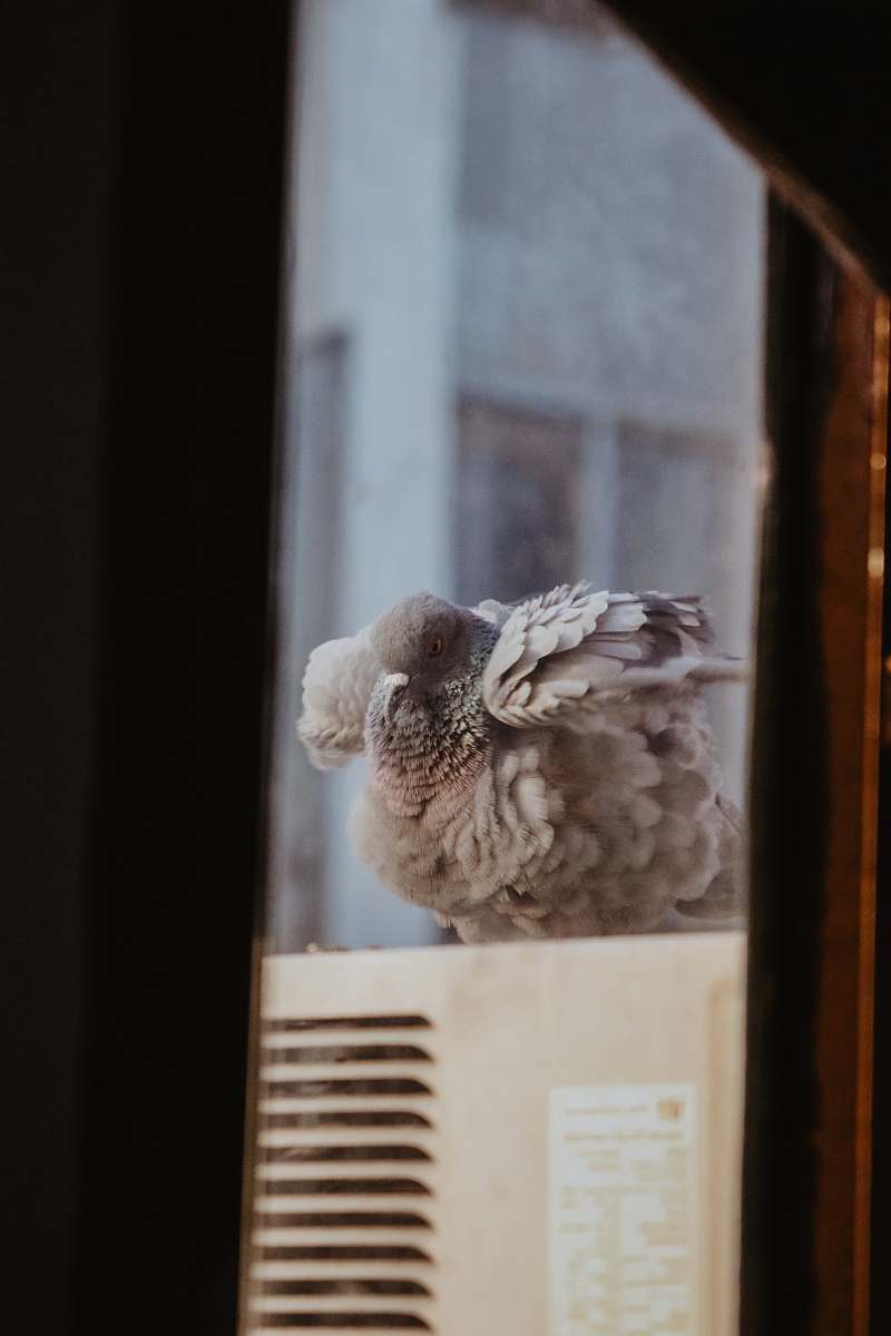 india gray bird photo feather